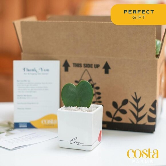 NEW Mini Succulent, Live Succulent Plant, 2-Inches Tall - Picture 7 of 9